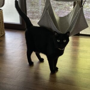 まいにち猫三昧〜カエルと話す猫と暮らす