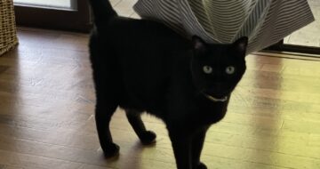 カエルと話す猫「うらら」