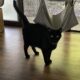 カエルと話す猫「うらら」