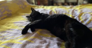 黒猫「うらら」の爪切り