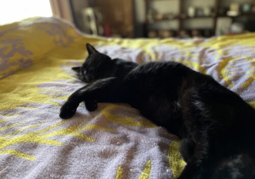 黒猫「うらら」の爪切り