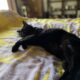 黒猫「うらら」の爪切り