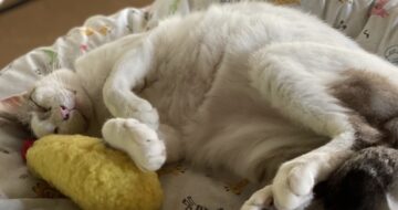 ポヨポヨになった「福」