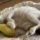 ポヨポヨになった「福」