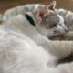 猫の爪切り元猫駅長「福」の場合