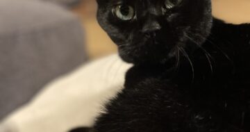 炬燵を催促する猫の視線
