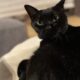 炬燵を催促する猫の視線