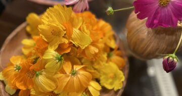 黄花コスモスでなんちゃって染色