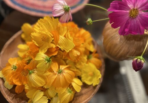 黄花コスモスでなんちゃって染色
