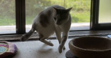 元猫駅長「福」
