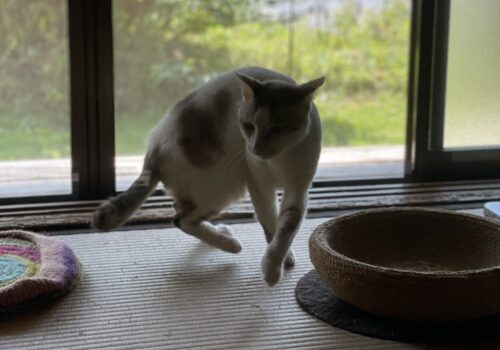 元猫駅長「福」