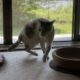 元猫駅長「福」