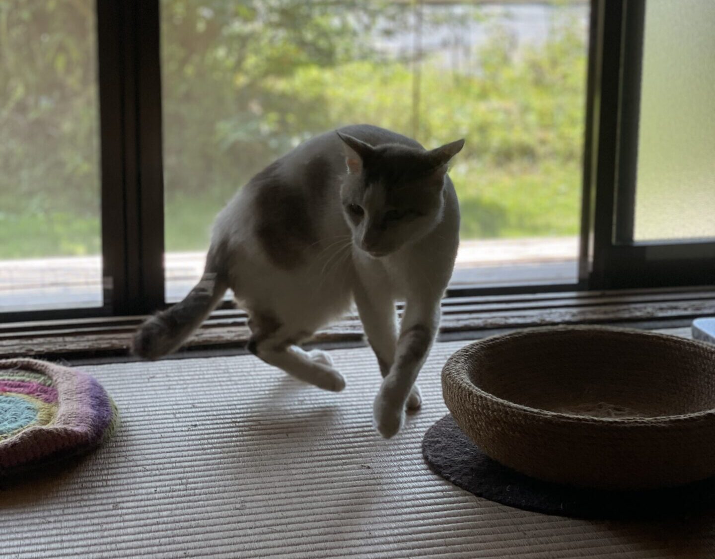元猫駅長「福」