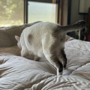 猫の爪切り10月〜「はる」と「福」