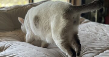 ベッドを整える「福」
