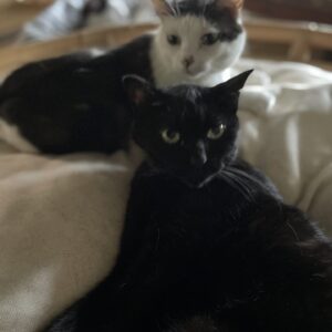 猫の爪切り黒猫「うらら」の場合10月