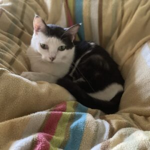 猫たちのベッドカバーを人間の布団カバーをリメイクして作りました