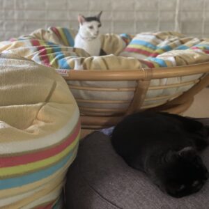 猫たちのベッドカバーを人間の布団カバーをリメイクして作りました