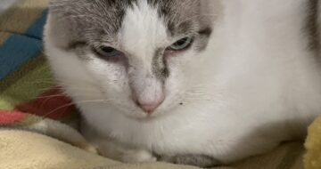 猫たちのベッドカバーを人間の布団カバーをリメイクして作りました