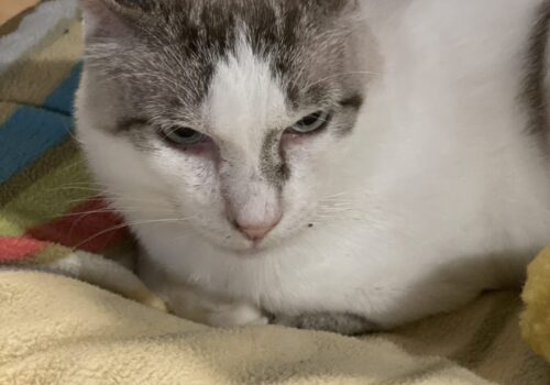 猫たちのベッドカバーを人間の布団カバーをリメイクして作りました