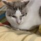 猫たちのベッドカバーを人間の布団カバーをリメイクして作りました