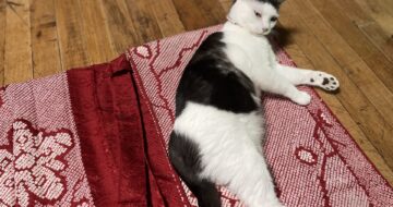 絶対のっかる「はる」