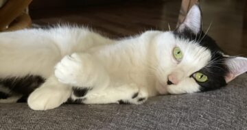 男の子みたいだけど女の子「こごみ」かとちゃんっぺ風味あり