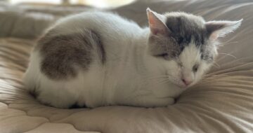 ちょっと痩せたかな？元猫駅長「福」