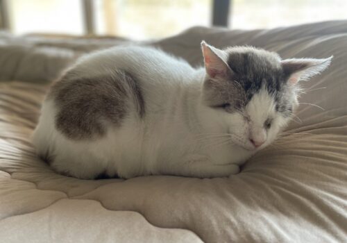 ちょっと痩せたかな？元猫駅長「福」