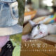 デニムリメイク＆着物リメイクと草木染め〜猫と暮らす2025.10.25