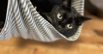 キャットトラピーズに乗せてもらってご機嫌な黒猫「うらら」