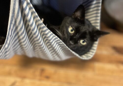 キャットトラピーズに乗せてもらってご機嫌な黒猫「うらら」