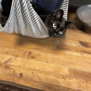 キャットトラピーズに乗せてもらってご機嫌な黒猫「うらら」