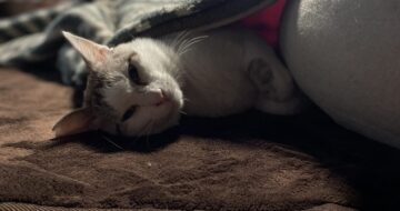 猫は炬燵でまるくなる