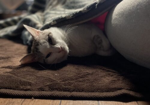 猫は炬燵でまるくなる