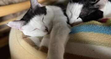 今日の「はる」と「こごみ」