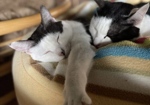 今日の「はる」と「こごみ」