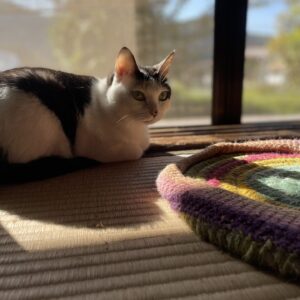 きょうの猫たち〜日向ぼっこと猫じゃらしタイム #cat