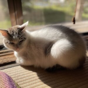 毎月恒例猫の爪切り「はる」と「福」2025.11.8