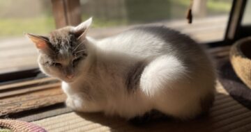 陽だまりの「福」