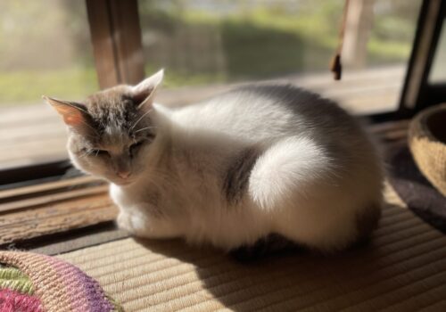 陽だまりの「福」