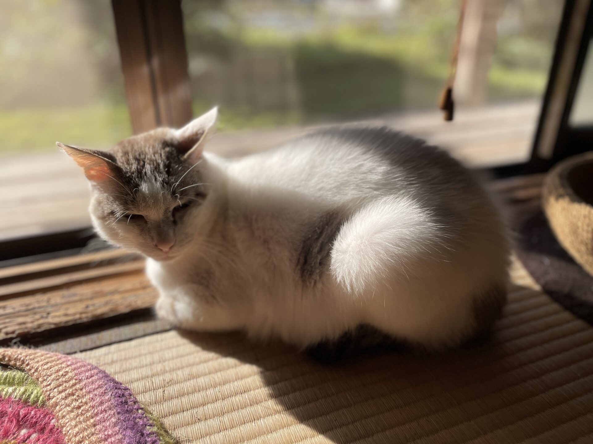 陽だまりの「福」