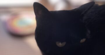 ピンボケ黒猫「うらら」