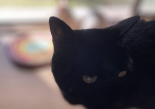 ピンボケ黒猫「うらら」