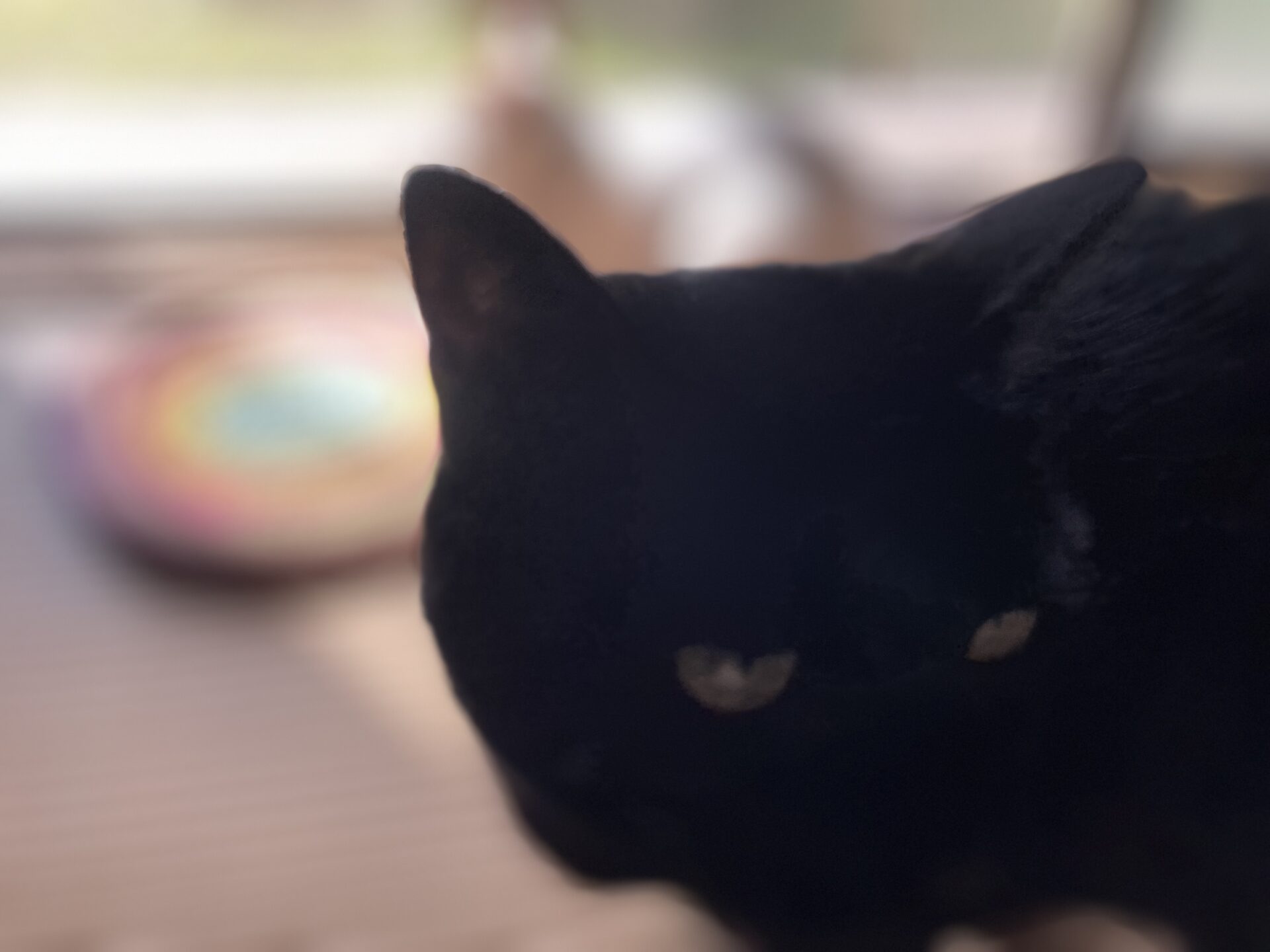 ピンボケ黒猫「うらら」