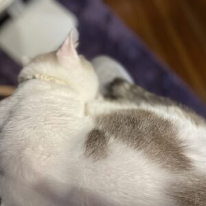 ちゃっかり膝の上に乗ってきた「福」