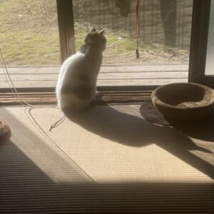 陽だまりでウトウト「福」