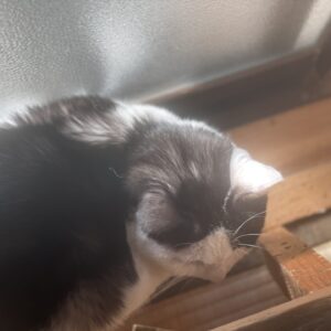 隠れてるつもりの「こごみ」