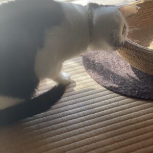 小悪魔女子「はる」