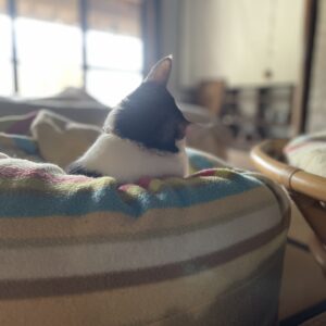 猫たちのいちにち。ほとんど睡眠 #cat